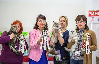 �������� ����� '�������� ���-�����'  5-6 ������ 2014 WCF-����� wcf-Young CatSalon-296.jpg